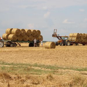 Agriculture
