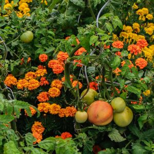 Les jardins familiaux